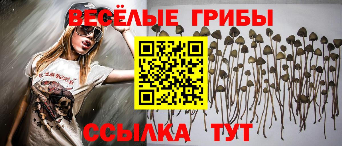 Псилоцибиновые грибы Cubensis Зеленодольск